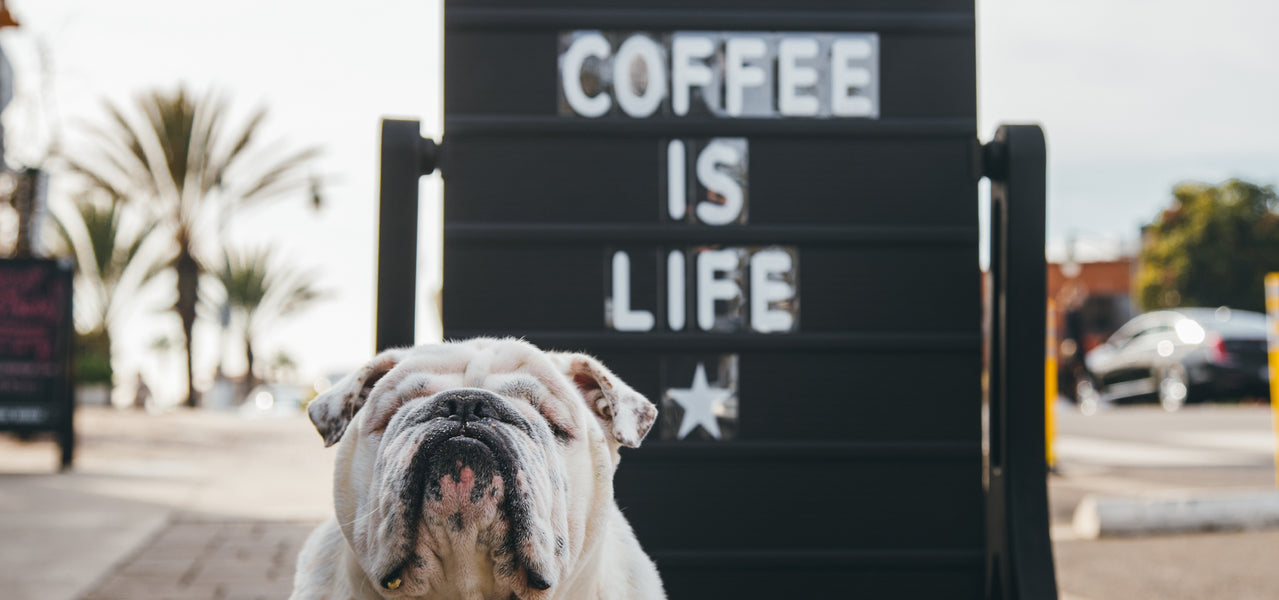 very cute english bull dog standing in front of a "coffee is life" sidewalk sign